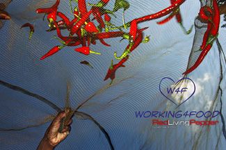 Click to enlarge Color Awards