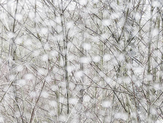 Click to enlarge Color Awards