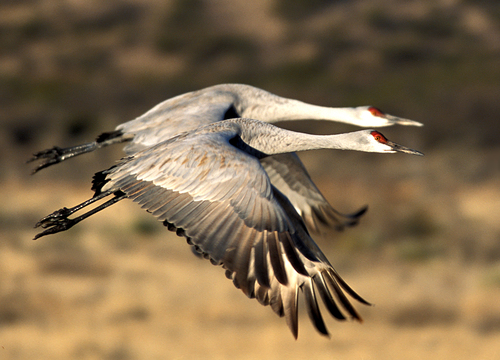 crane pair flying close