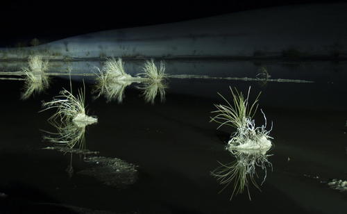 FLOATING GRASS