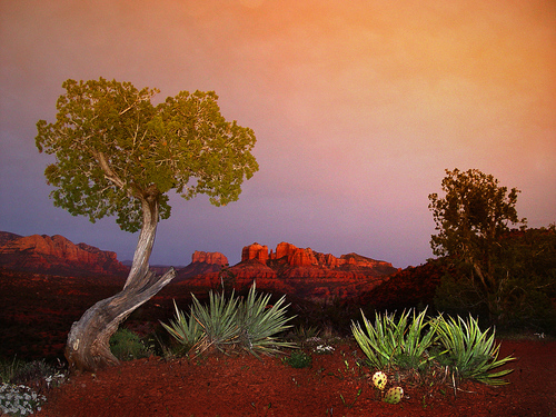 Redrock Sunset