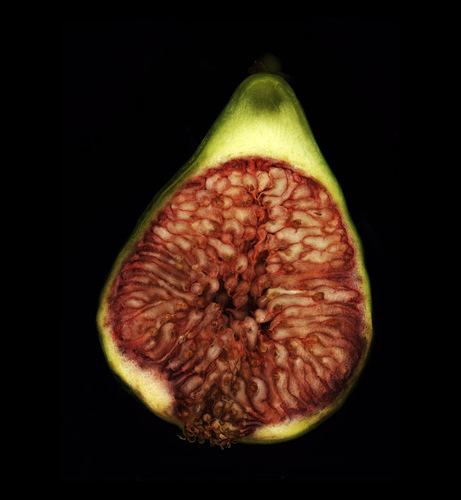 ficus carica