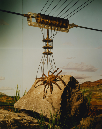 Asian Trantula
