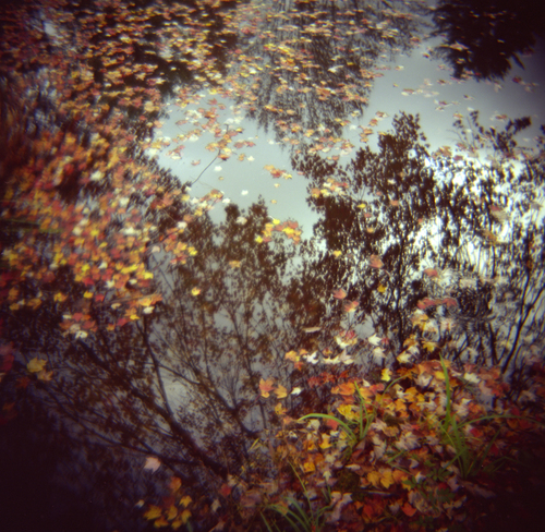 Fall Leaves