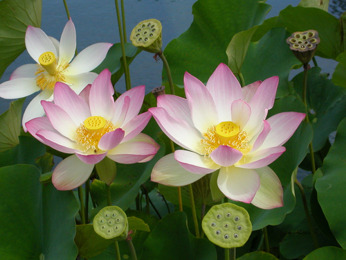 Lotus Flowers