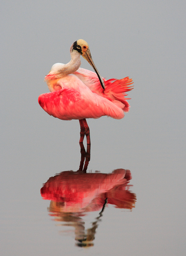 Roseate Spoonbill Preening