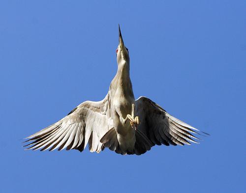 heron in flight