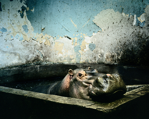 Moscow. Hippopotamus