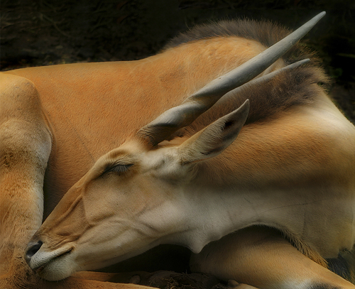 Common Eland