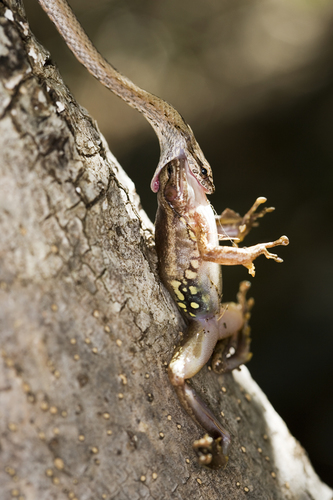 snake-hunting