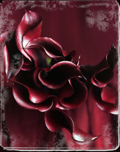 calla