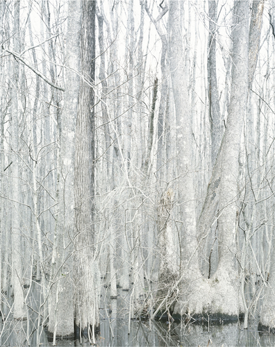 White Trees