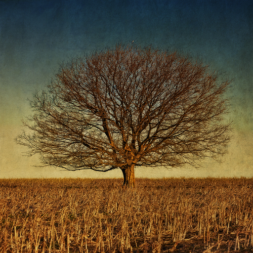 Solace Tree and bird