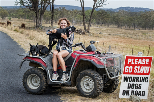Sarah and Working Dogs