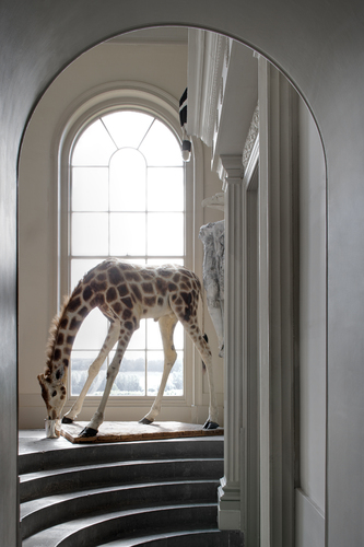 Giraffe