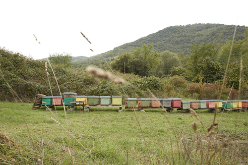 Bee Keeping