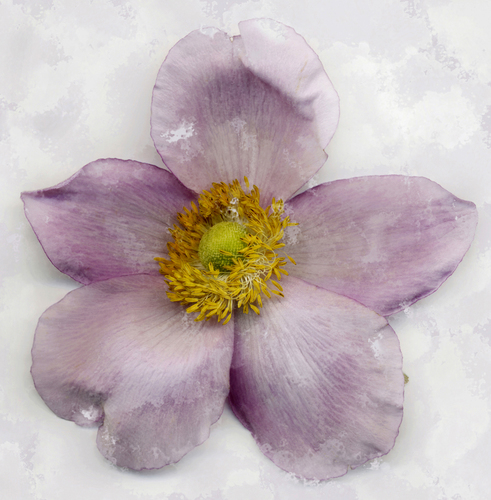 ANEMONE