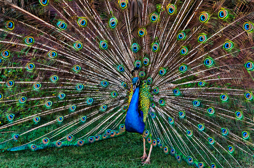 Peacock2