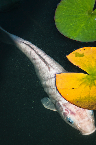 White Koi