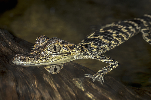 Baby Croc2