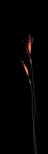 Bloom of firework