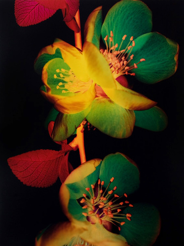 Japanese Quince