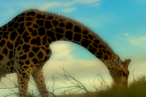 Giraffe