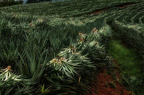 Pineapple Plantation