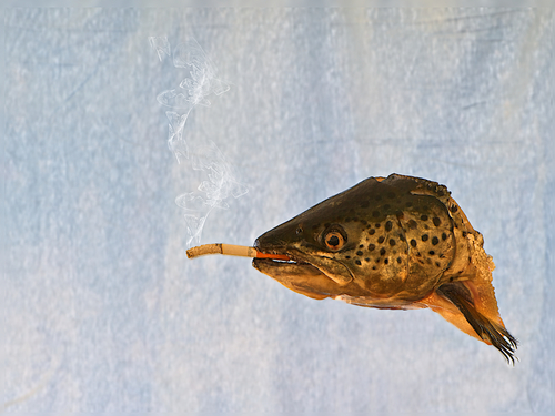 A Fish Smoking