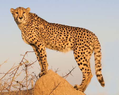 Cheetah on the Lookout
