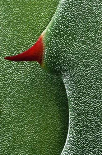 Flora Erotica