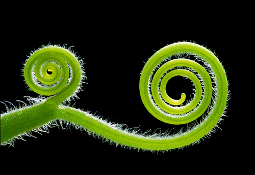 CHAMELEON