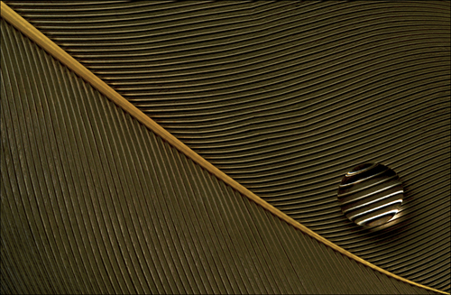 PARALLELS 02