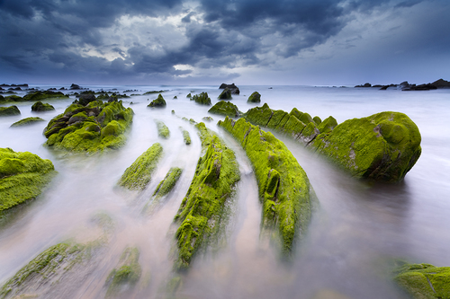 Green velvet IV