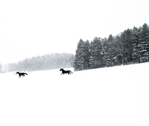The Field of Snow