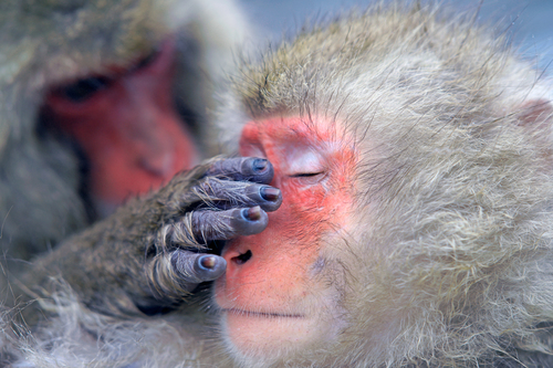 Social Grooming
