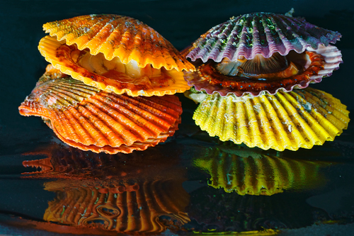 Noble Scallops