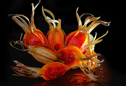 Gardenia Fruits