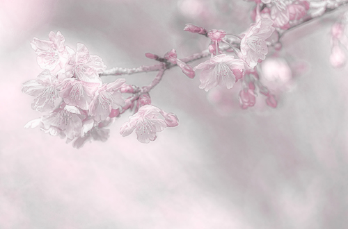 Cherry Blossoms