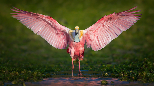 Flash Of Pink