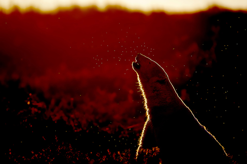 Smelling The Bugs