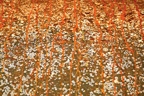 Rust in Bloom 9