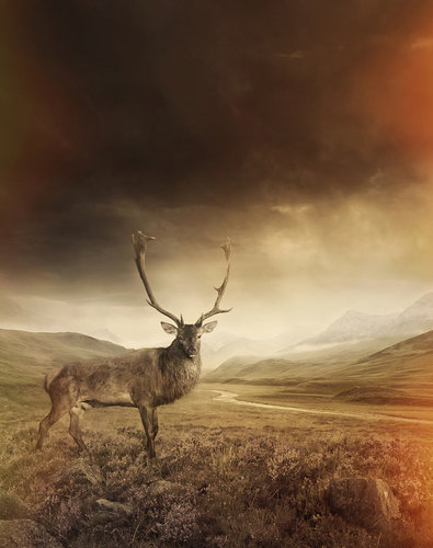Stag