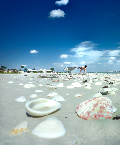 Shellseeker