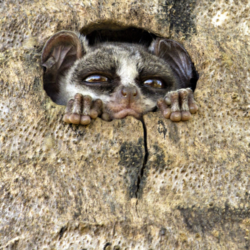 African BushBabies