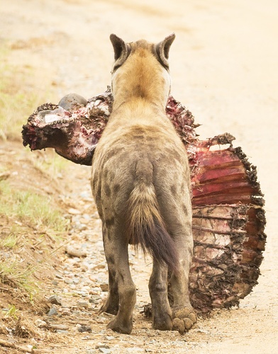 Spare Ribs on the Move