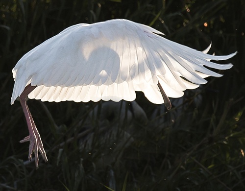 African Spoonbill