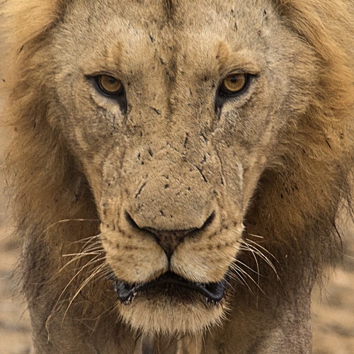 The Stare