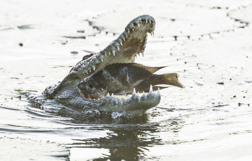 CROC SUSHI