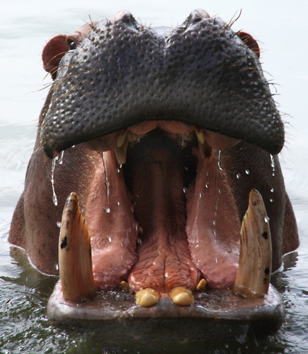 Dental Visit